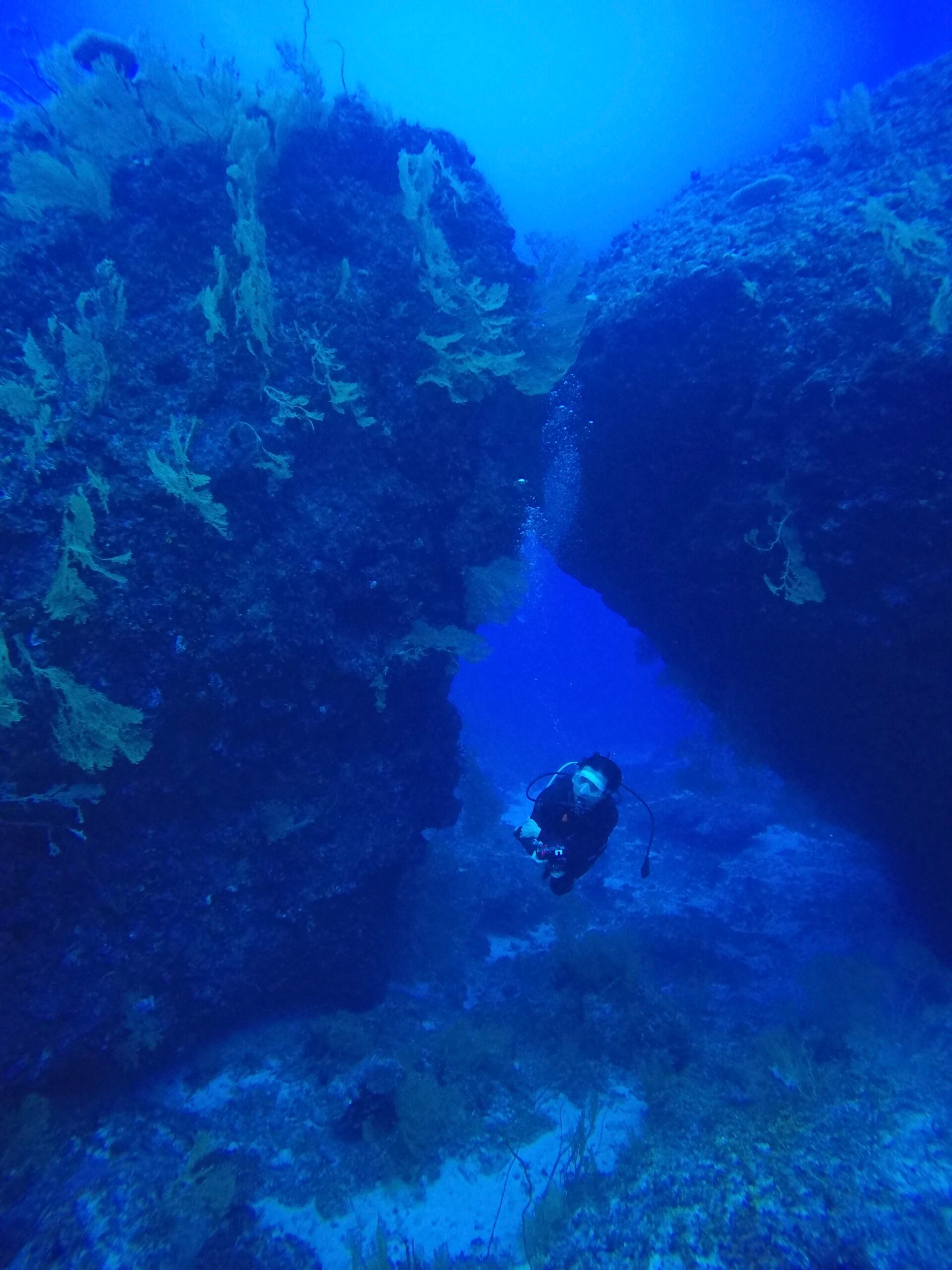 Blue Corner Palau reef