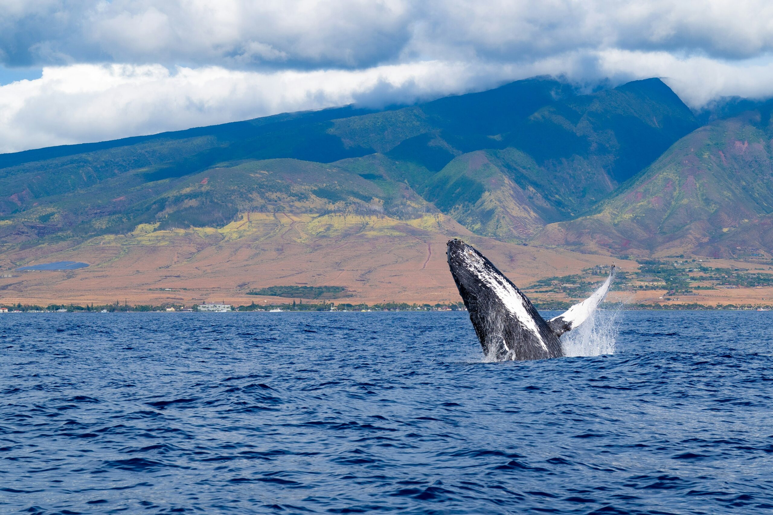 Humpback whale breach Hawaii