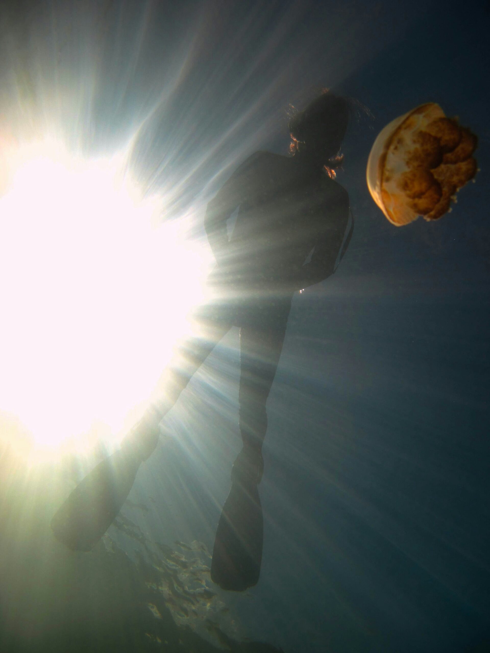 Jellyfish Lake Palau snorkeling