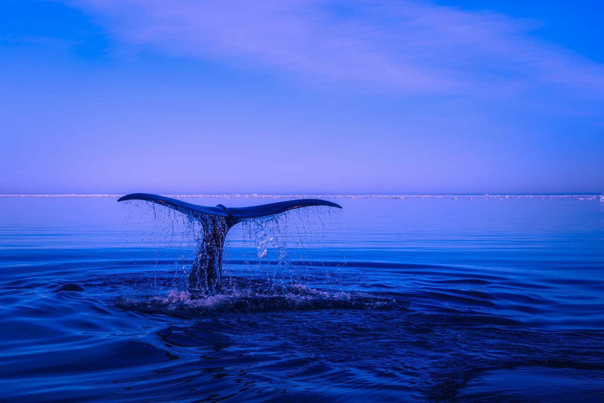 Humpback whale Tonga waters Polynesia
