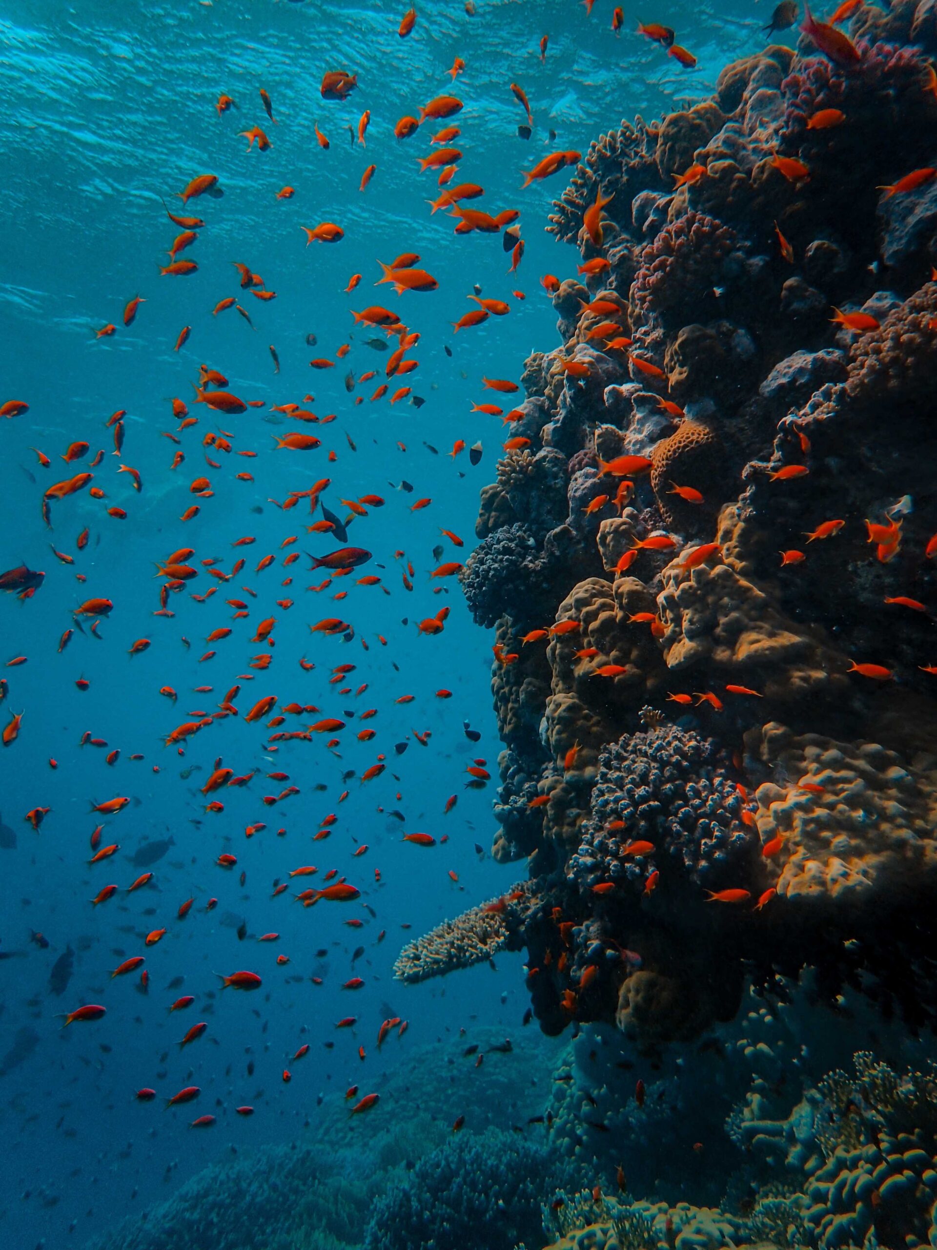 Blue Corner Palau diving Micronesia
