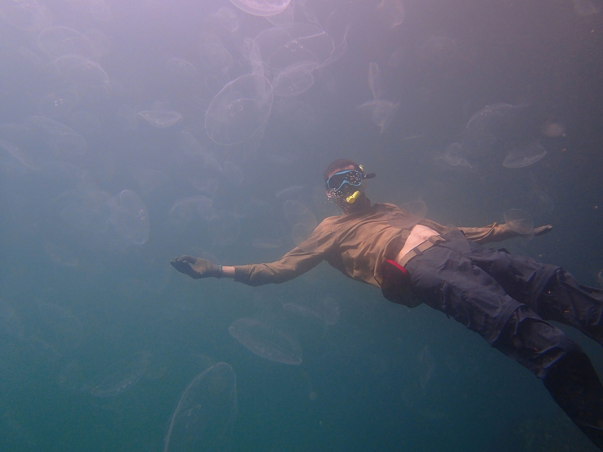 Jellyfish Lake golden jellyfish Palau Micronesia