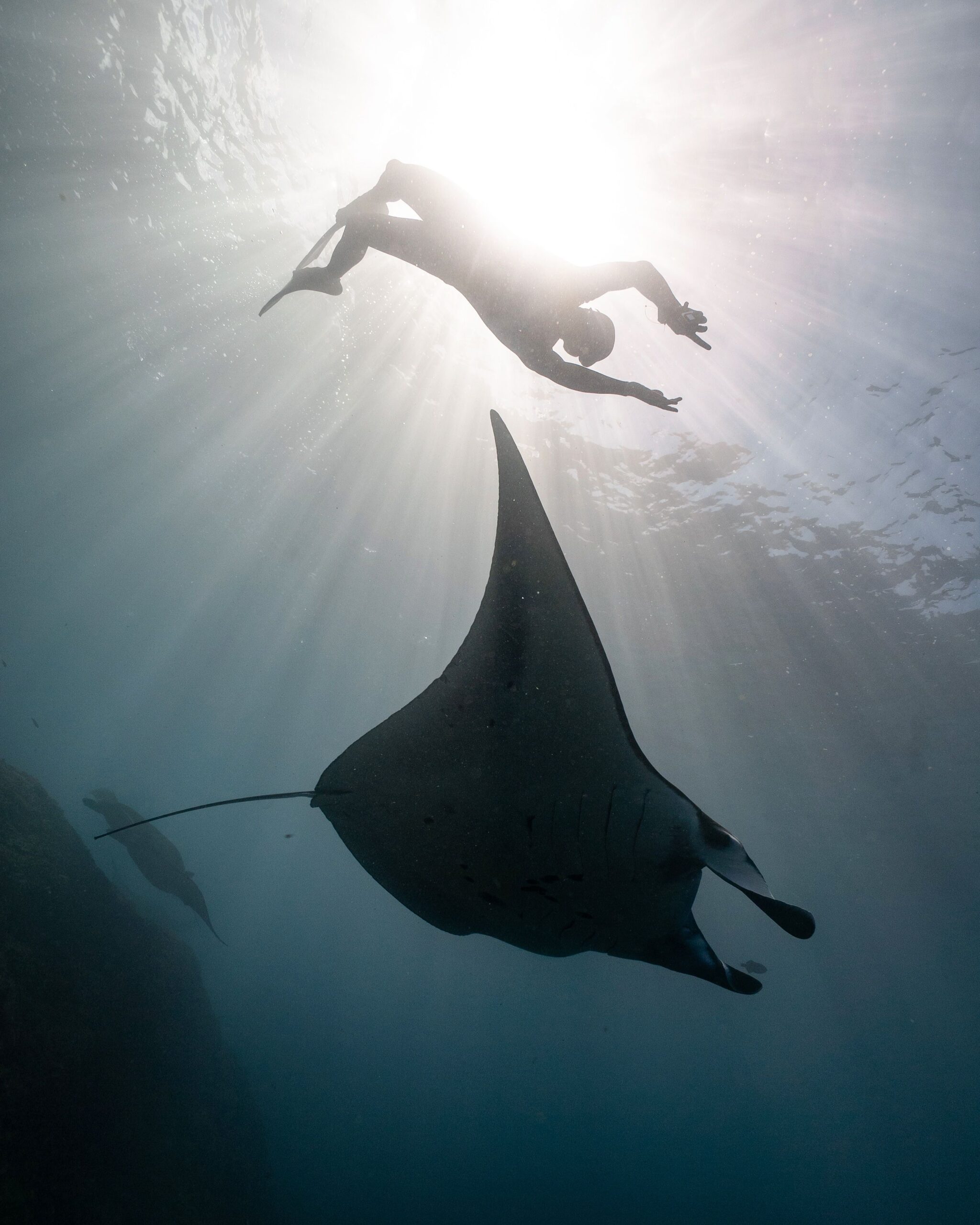 Manta ray Yap Micronesia