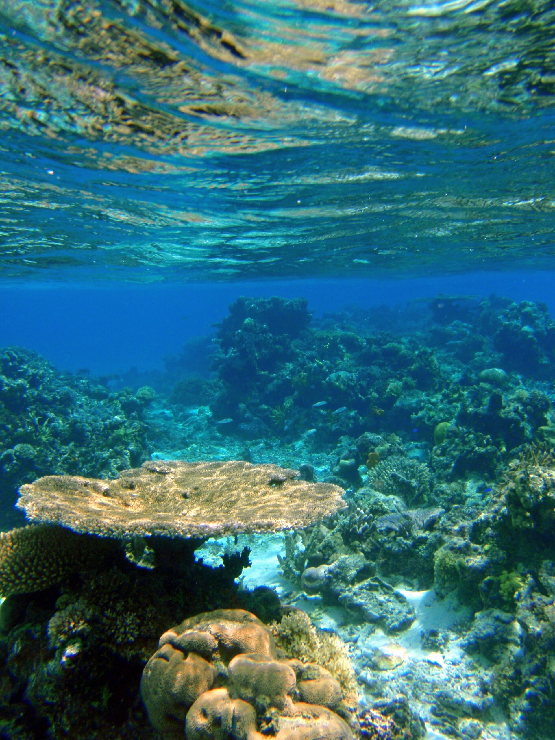 Fiji reef snorkeling