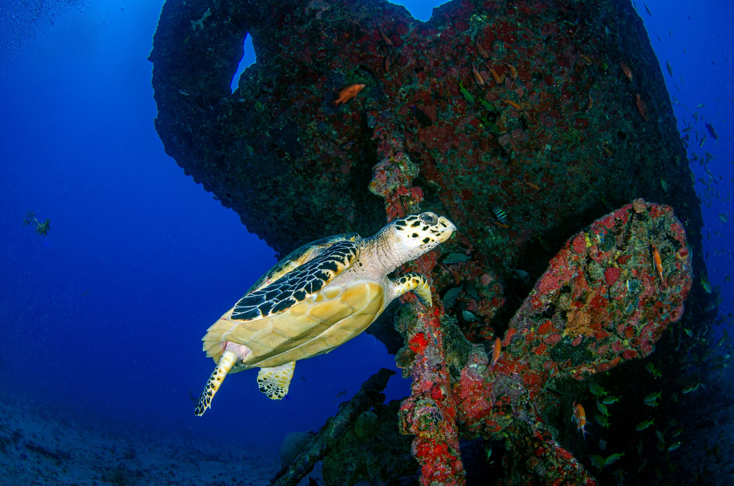 Truk Chuuk Lagoon WWII wreck diving Micronesia