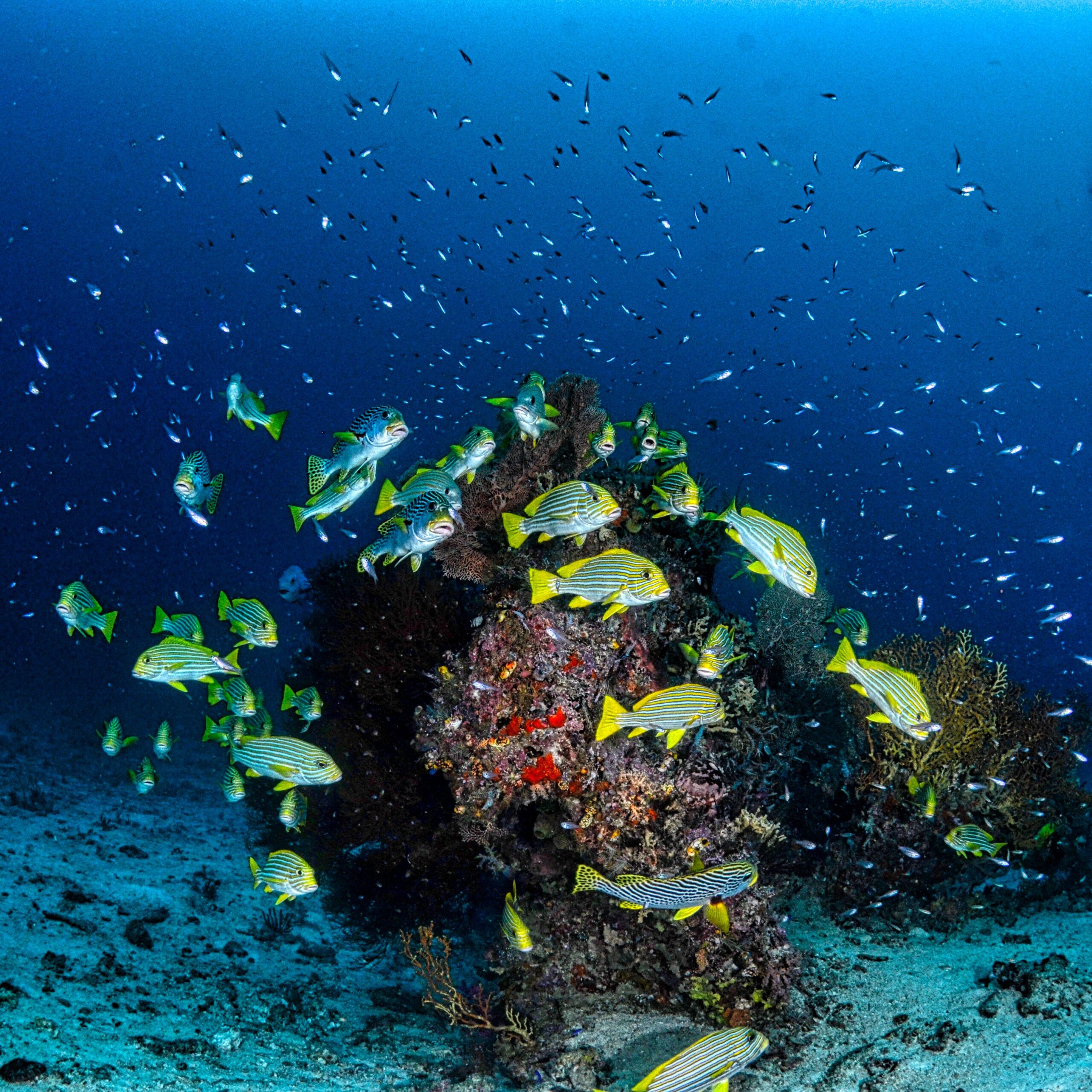Palau underwater reef diving Micronesia