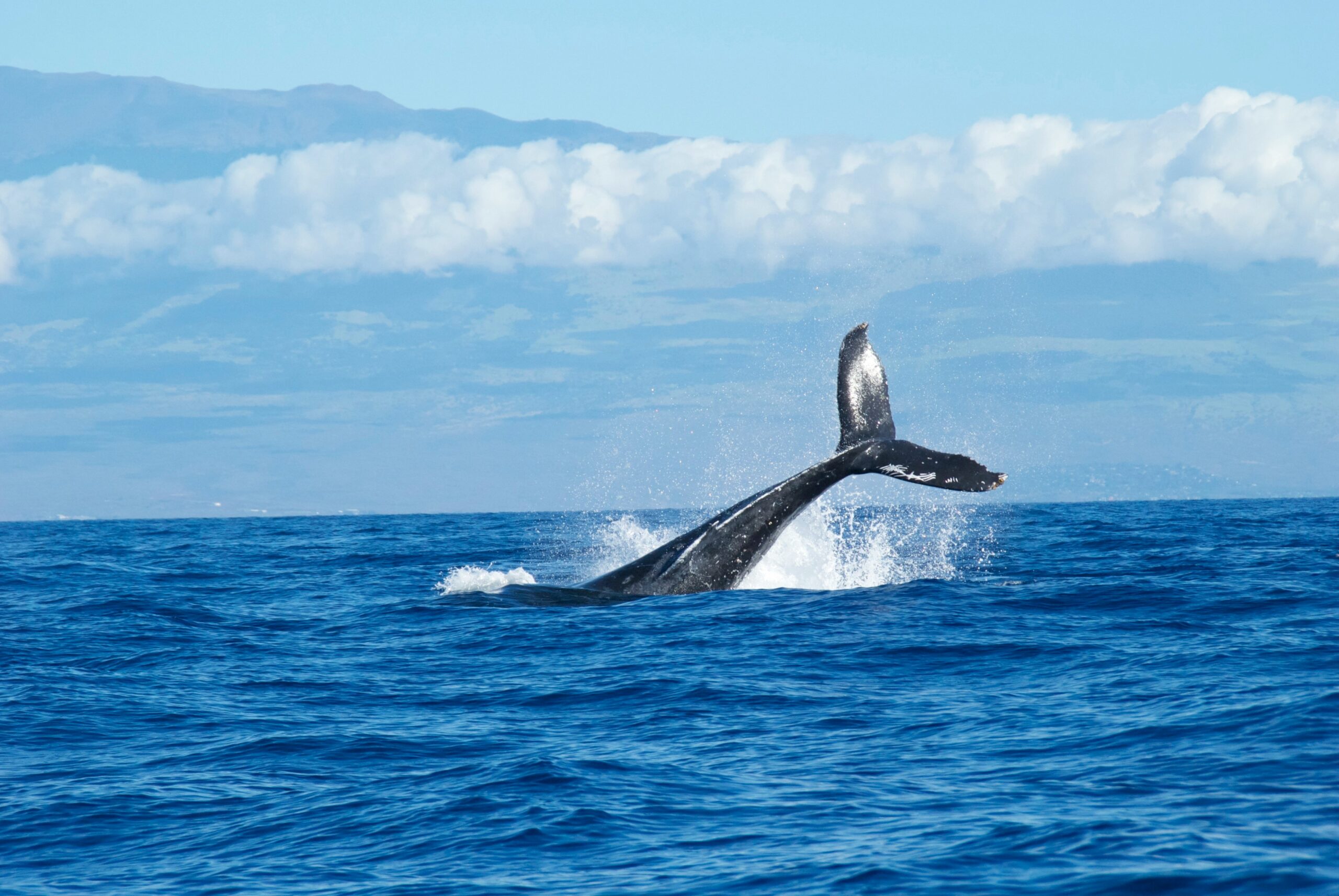 Humpback whale surface Hawaii