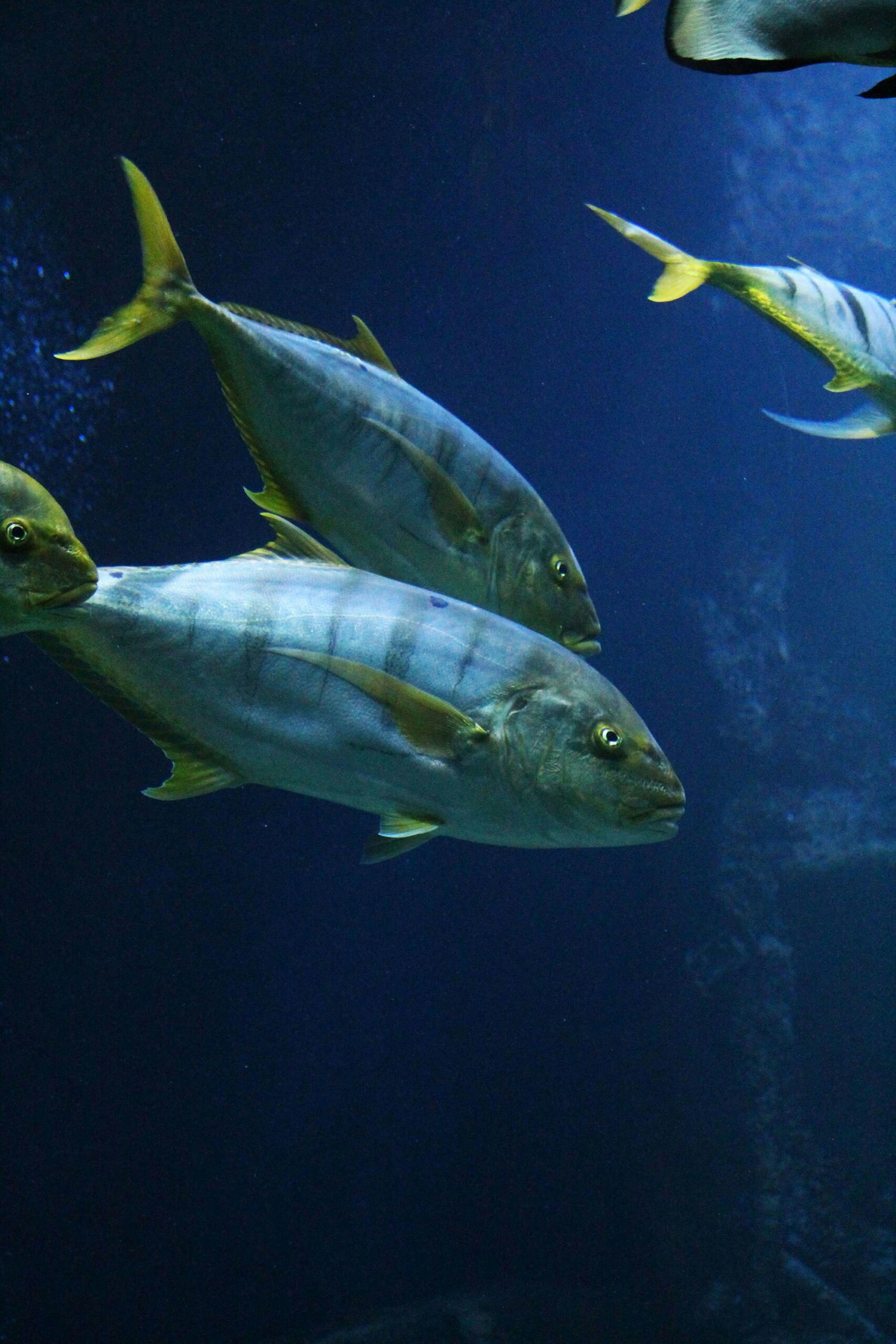 Yellowfin tuna Hawaii deep sea fishing